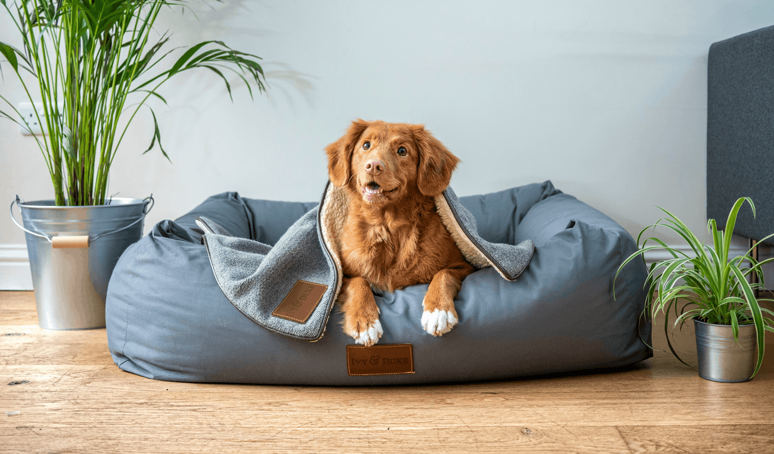 Happy dogs in a cozy hotel lounge
